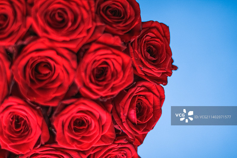 蓝底红玫瑰的奢华花束，节日的鲜花图片素材