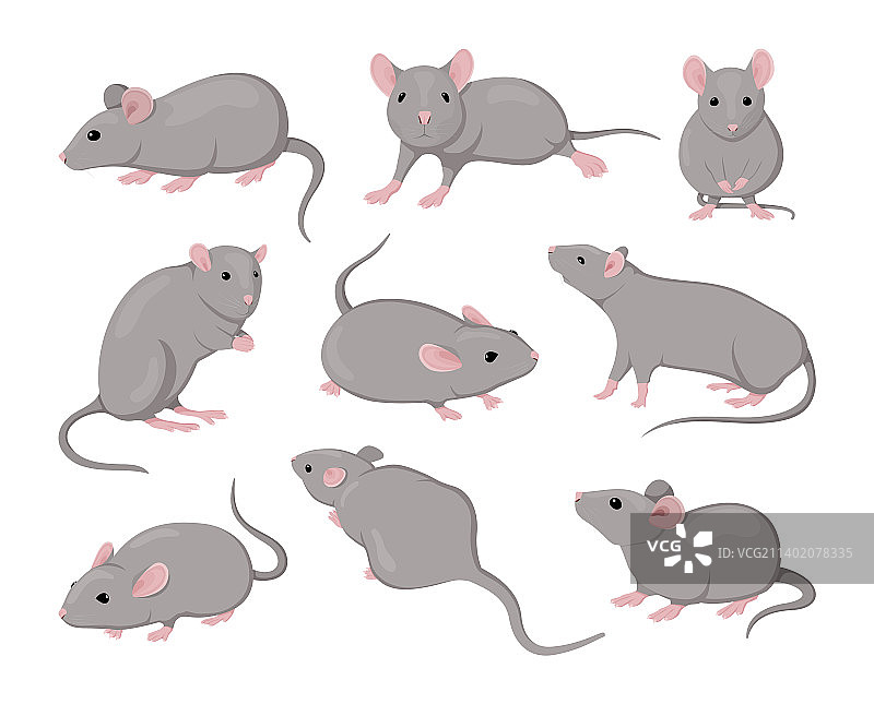 灰色老鼠小动物啮齿动物动作可爱图片素材
