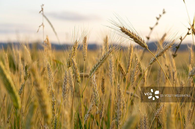 斯洛伐克，小麦在天空下生长的特写图片素材