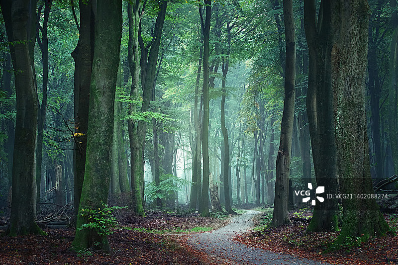 树木在森林,荷兰图片素材