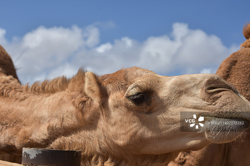 美丽的近距离观察拥抱的骆驼图片素材