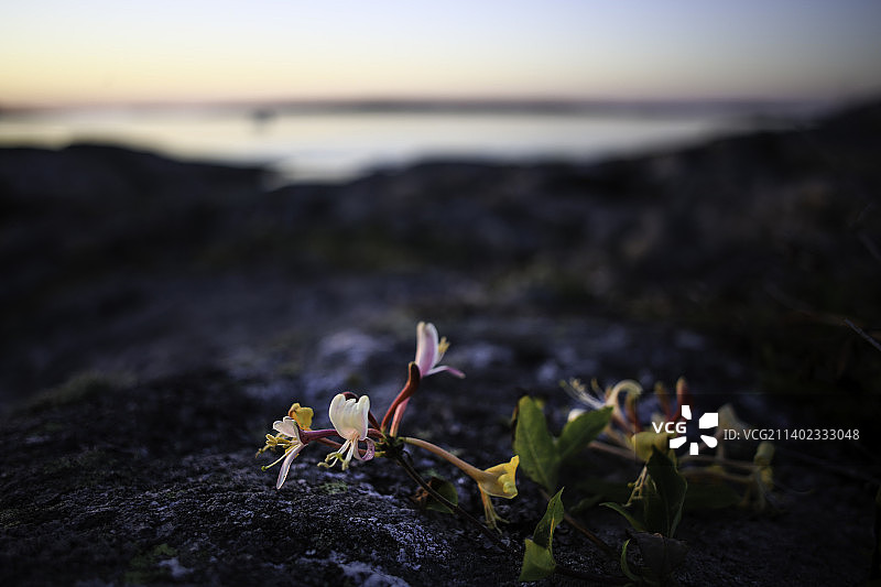 瑞典，陆地上的开花植物特写图片素材