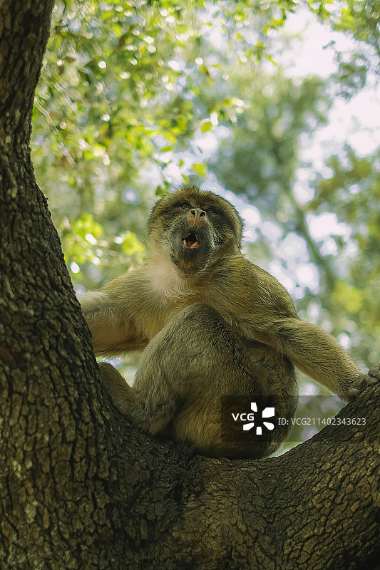 猕猴坐在树上的低角度视图图片素材