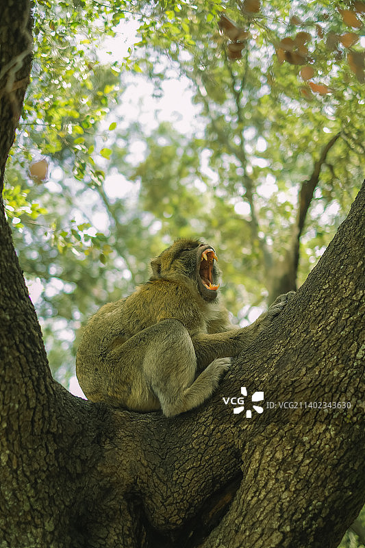 低角度的猕猴坐在树上，摩洛哥图片素材
