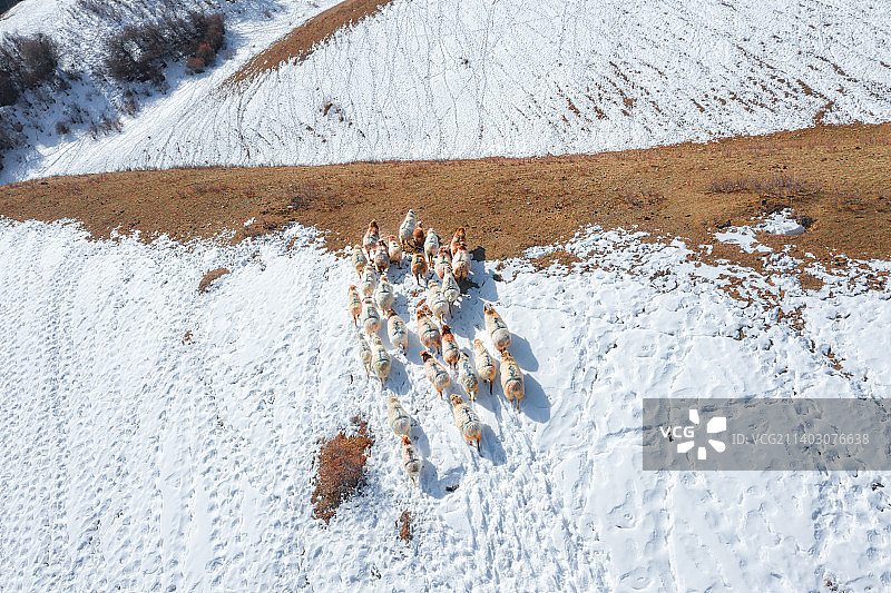 航拍:新疆伊犁 冬季牧场羊群图片素材