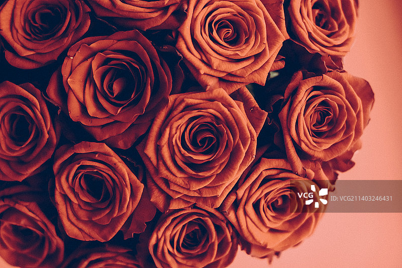 复古奢华的橘色玫瑰花束，盛开的花朵图片素材