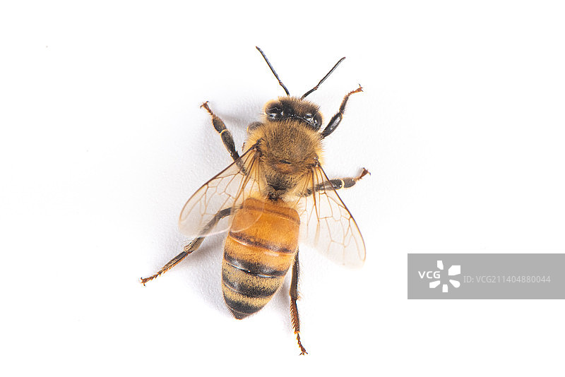 白色背景上的一只蜜蜂图片素材