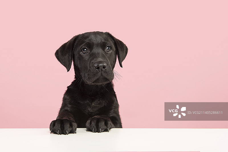 荷兰，一只可爱的黑色拉布拉多寻回犬在粉色背景下看着相机图片素材