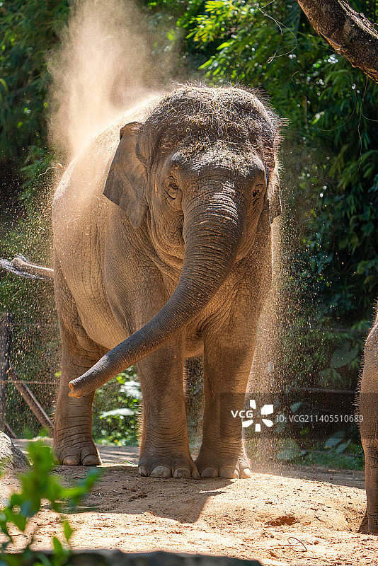 大象亚洲象非洲象动物特写图片素材