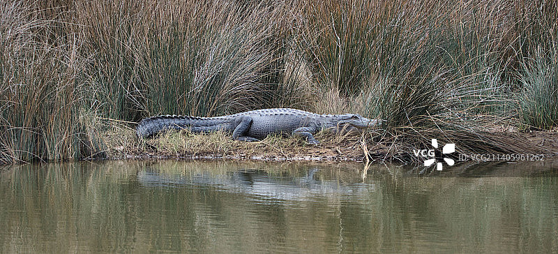 美国路易斯安那州，一只鳄鱼躺在湖边的草地上图片素材