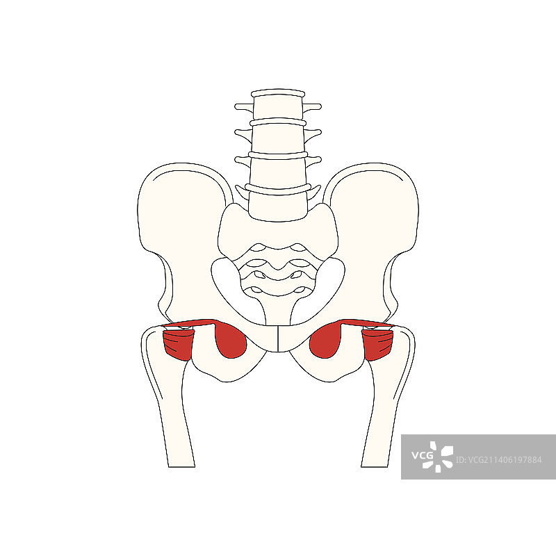 人体解剖学:短的外旋转肌图片素材
