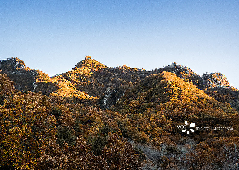 北京，箭扣长城的秋日黄昏，秋林漫布山野图片素材