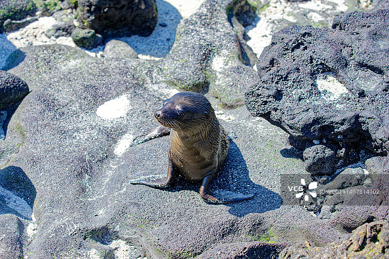 沙滩上岩石上的海豹的高角照片图片素材