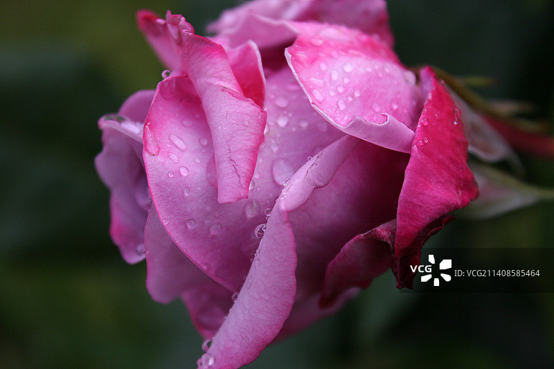 澳大利亚塔斯马尼亚，湿粉色玫瑰的特写图片素材