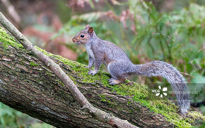 美国红松鼠在树干上的特写，英国，英国图片素材