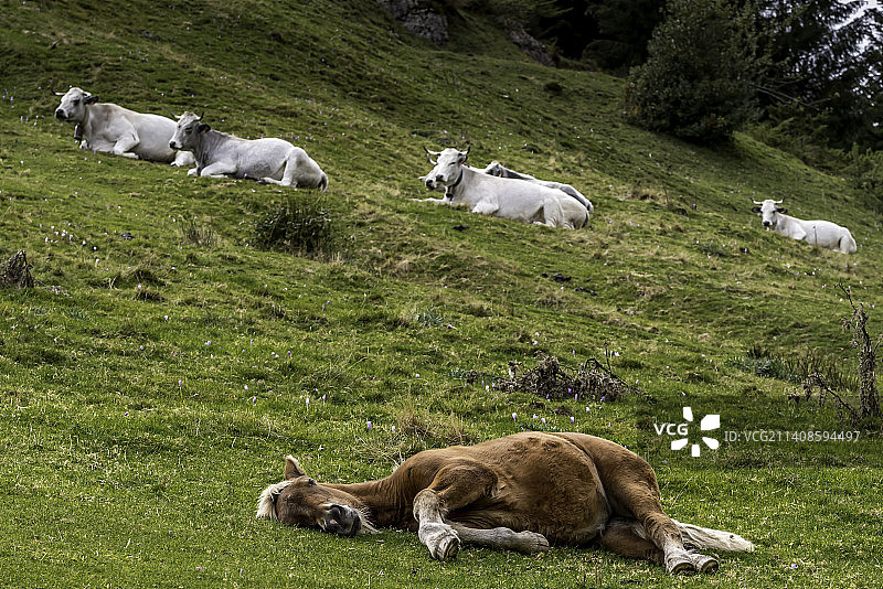 绵羊在草地上吃草的高角度照片图片素材