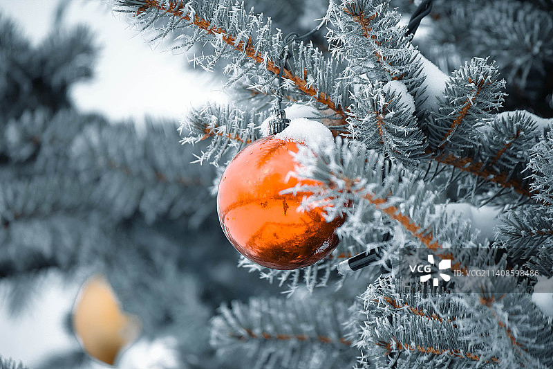 冬季的圣诞树特写，乌克兰图片素材