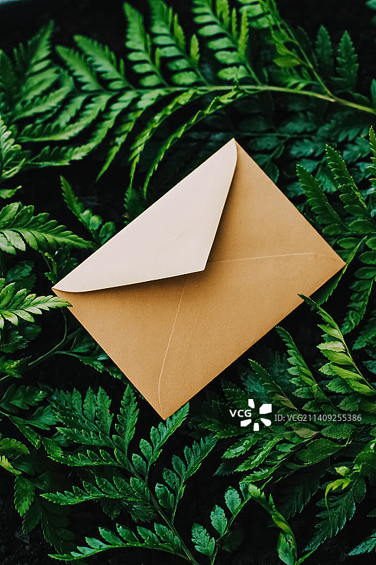 空白信封和自然绿叶，纸卡为背景图片素材