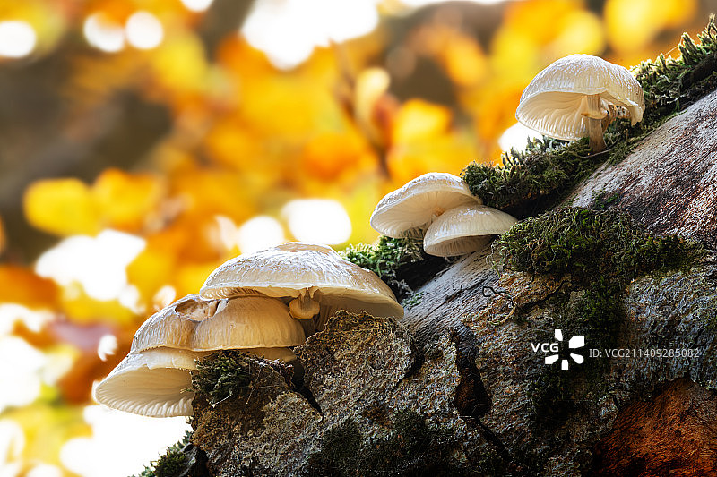 树干上生长的蘑菇特写图片素材