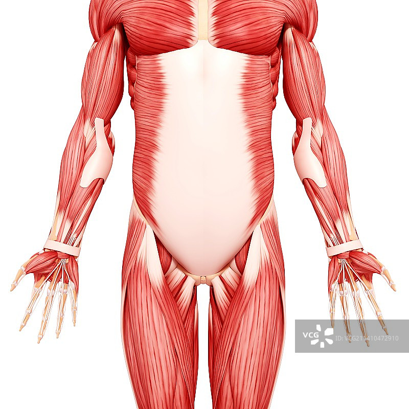 人类肌肉组织，艺术品图片素材