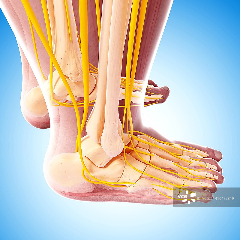 人类脚部神经系统，艺术品图片素材