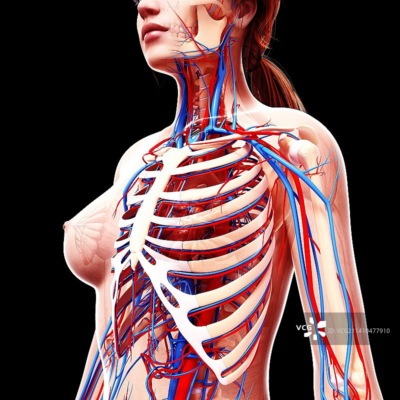 女性心血管系统，艺术品图片素材