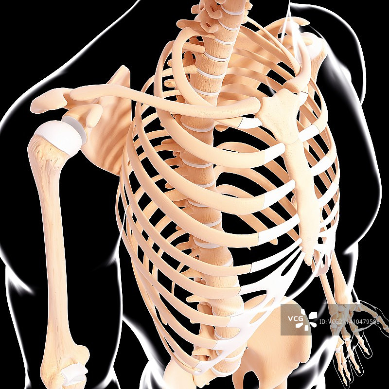 人类骨骼，艺术品图片素材