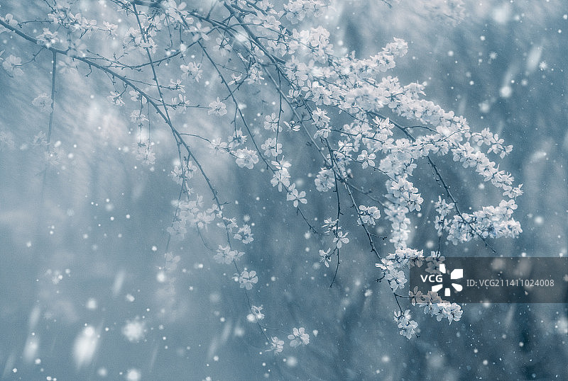 雪 下雪 季节 节气 北京 冬天图片素材