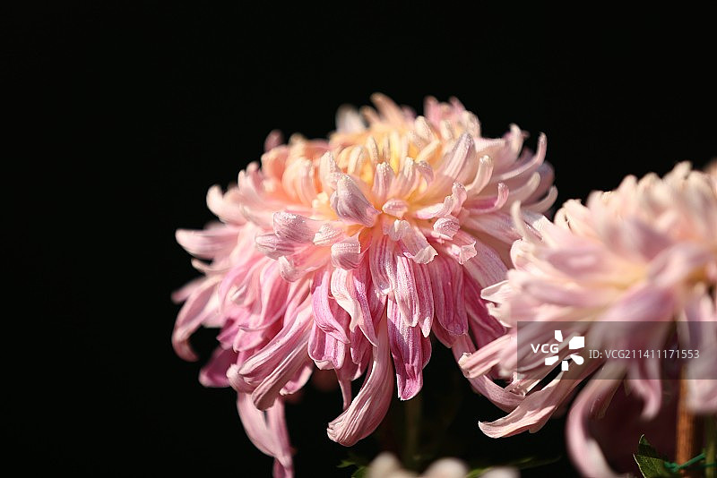 黑色背景下带露珠的粉色菊花特写图片素材