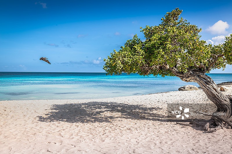 荷属安的列斯群岛阿鲁巴岛的鹰海滩上有一棵树图片素材