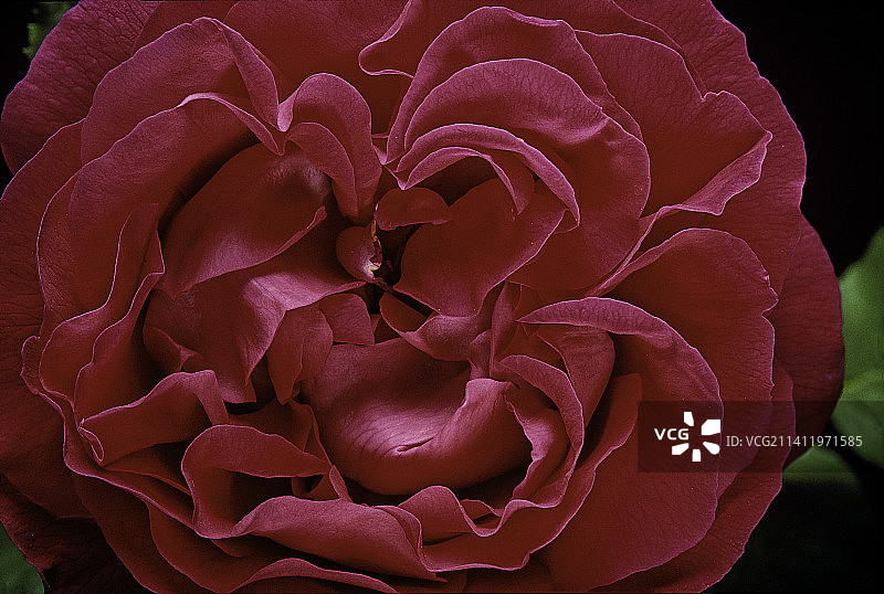 Rosa X borboniana男爵J.-B。戈妮拉(波旁玫瑰)图片素材