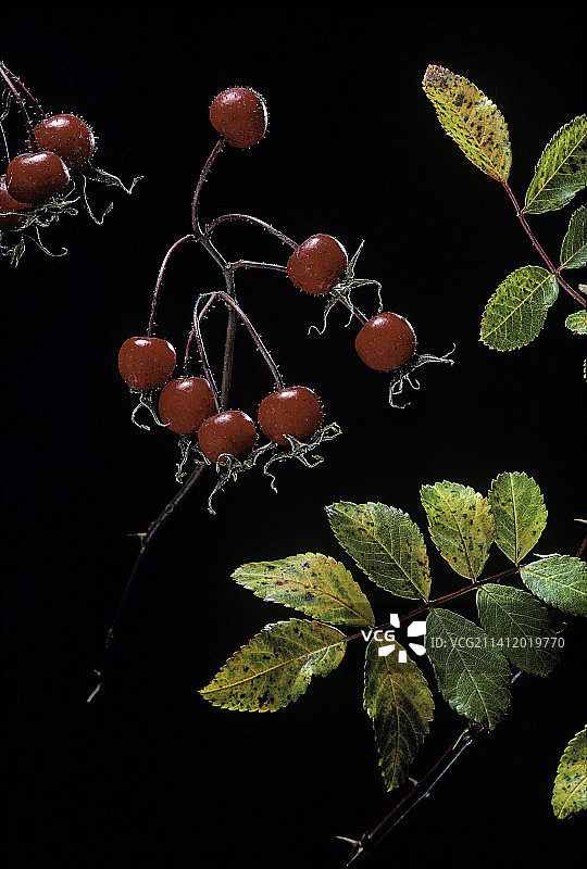 Rosa X mariae-graebnerae (R. palustris X R. virginia) -果实图片素材