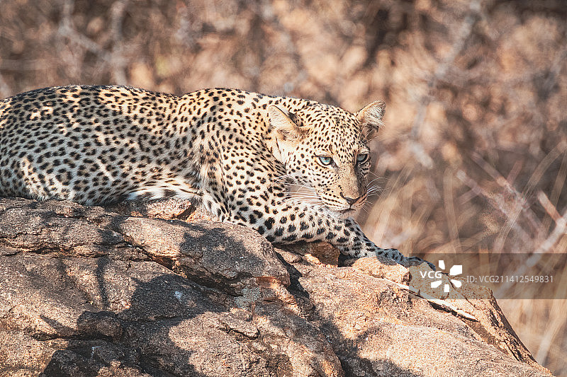 野生动物-豹在岩石上休息-桑布鲁国家保护区，肯尼亚图片素材