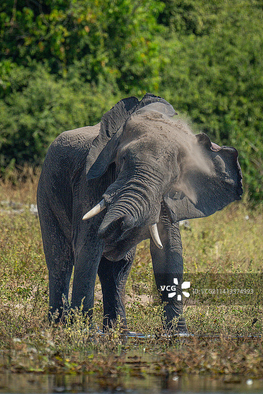 博茨瓦纳，一头非洲大象站在河岸上摇着头图片素材