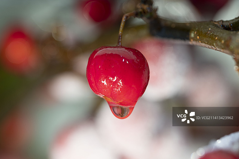 涂有冰釉的红色观赏苹果图片素材