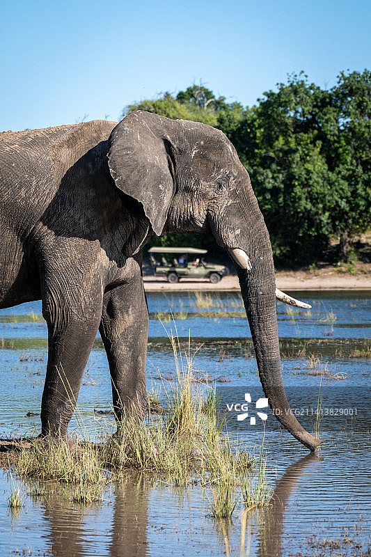 博茨瓦纳，湖中的非洲大象图片素材