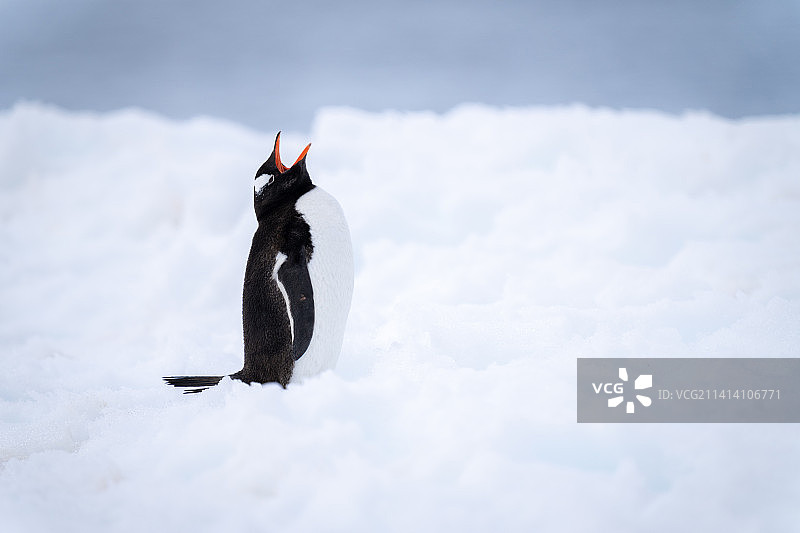 南极，巴布亚企鹅站在雪地上张开嘴图片素材