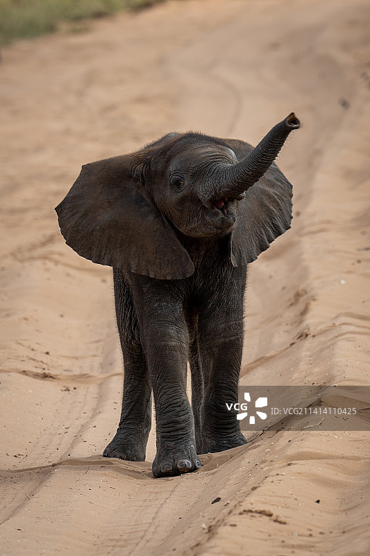 年轻的非洲丛林象举着鼻子站着图片素材