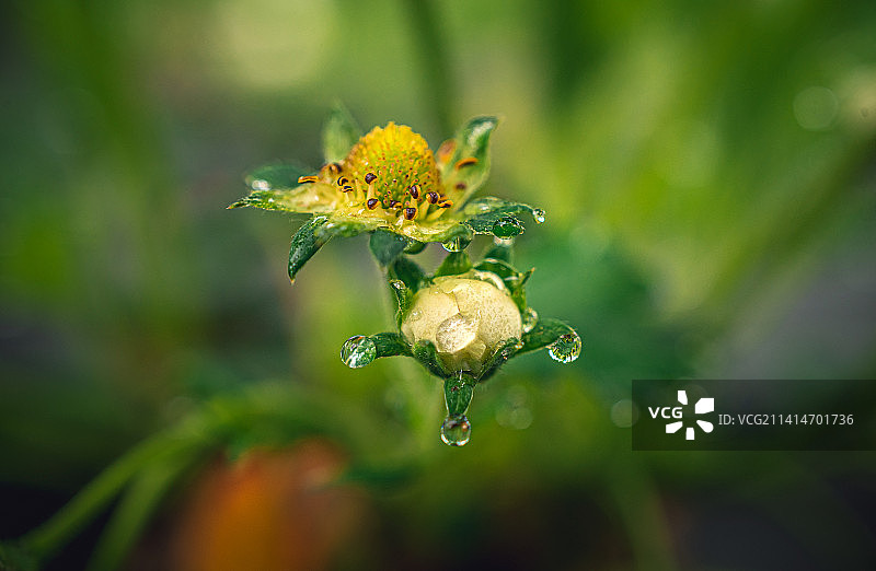 乌克兰特提夫，水滴在花上的特写镜头图片素材