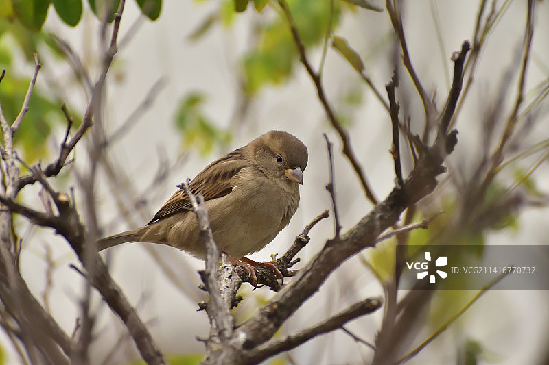 在土耳其巴巴罗斯的树枝上栖息的鸣禽特写图片素材