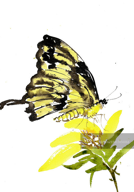 黄色的蝴蝶图片素材