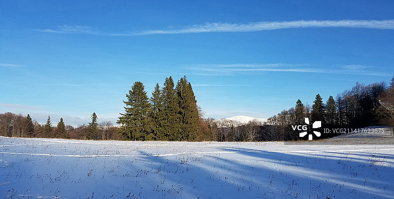 树木在白雪覆盖的田野上，衬着蓝天，美国，美国图片素材
