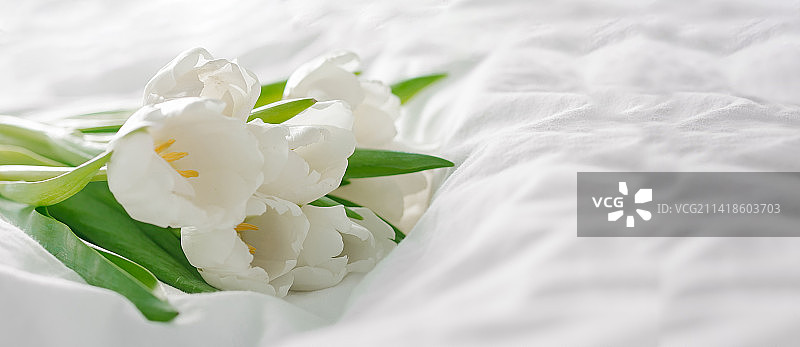 白色郁金香花为白色背景复制空间长条全景横幅为设计，哈萨克斯坦图片素材