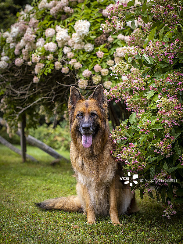 德国牧羊犬坐在花中，新泽西，美国，美国图片素材