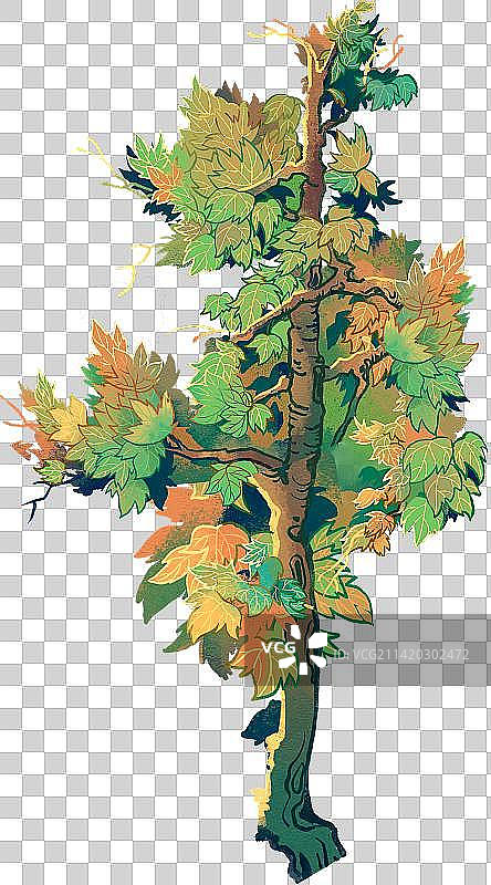 秋天的枫树梧桐图片素材