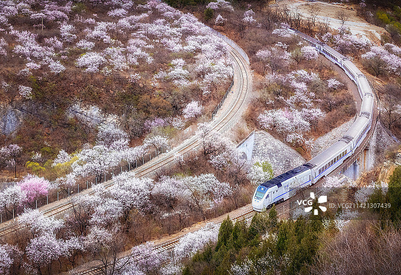 花丛中的列车-花海中的列车-花海中的铁轨-居庸关花海列车图片素材