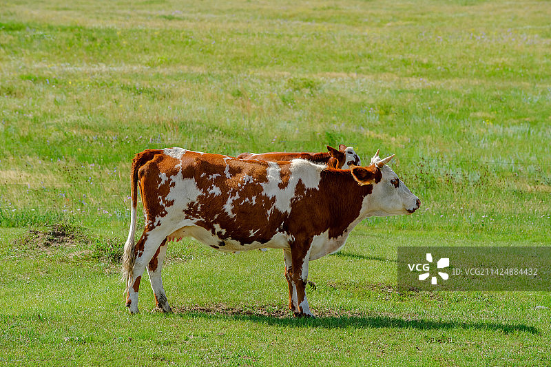 草原上的一头奶牛看向右方图片素材