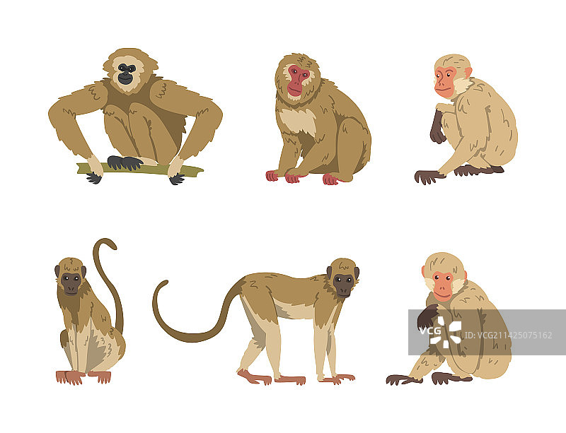 猴子作为树栖灵长类动物和猿类哺乳动物图片素材