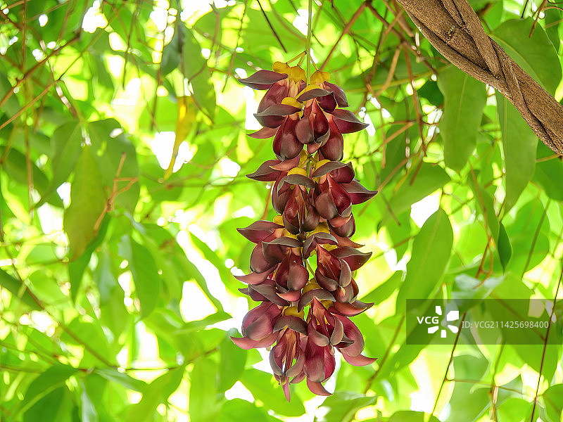 南方热带原生态丛林雨林里湿润气候春天禾雀花的花期到了开满紫色花朵像小鸟一样白花油麻藤蝶形花科黎豆属图片素材