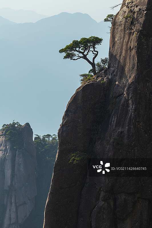 江西三清山悬崖上的松树图片素材